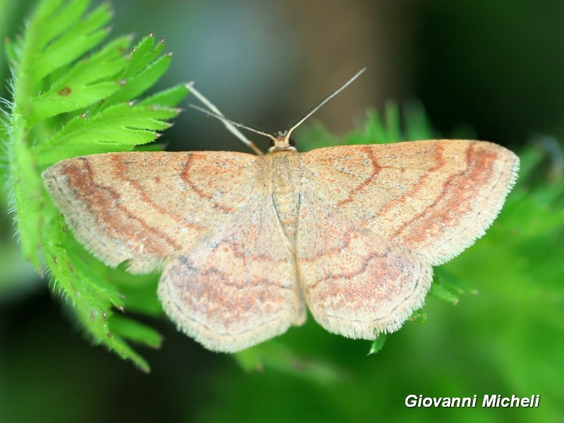 Scopula rubiginata? S